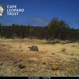 Angulate tortoise